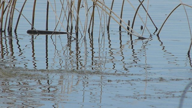 Blue-winged Teal - ML562084391