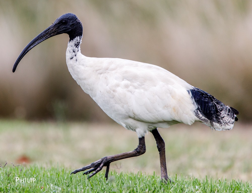 Australian Ibis - Philip Dubbin