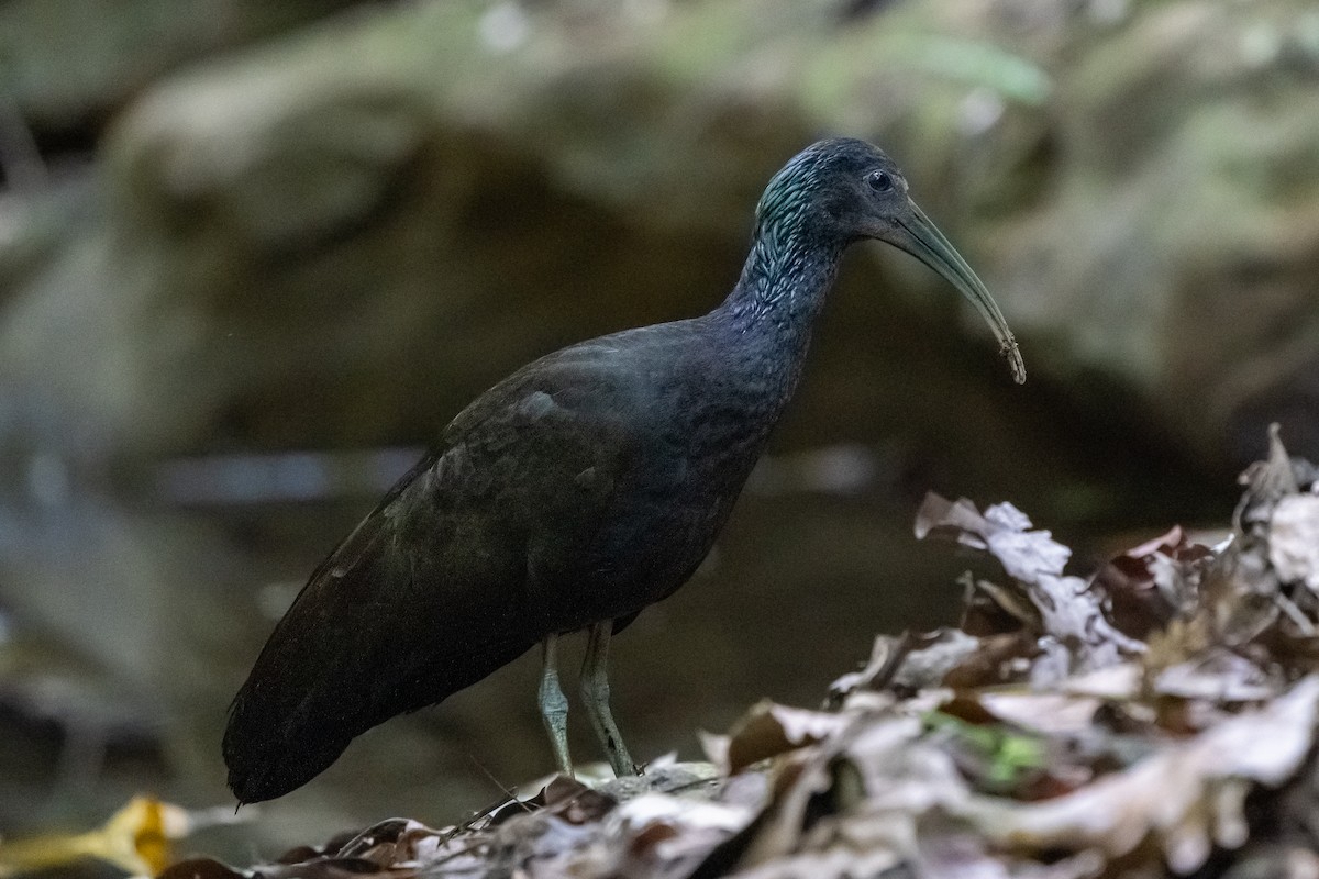Green Ibis - ML562085401