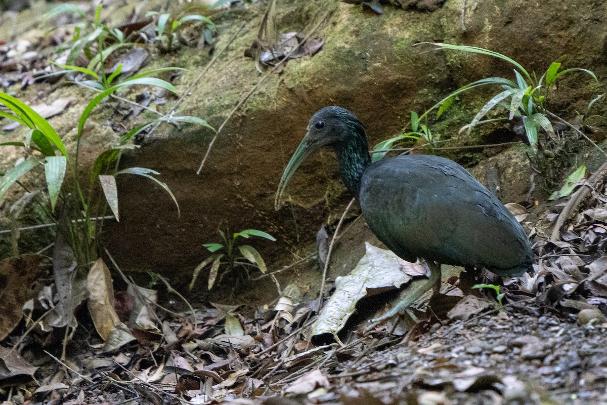 Green Ibis - ML562085431