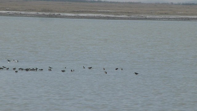 Stilt Sandpiper - ML562085641