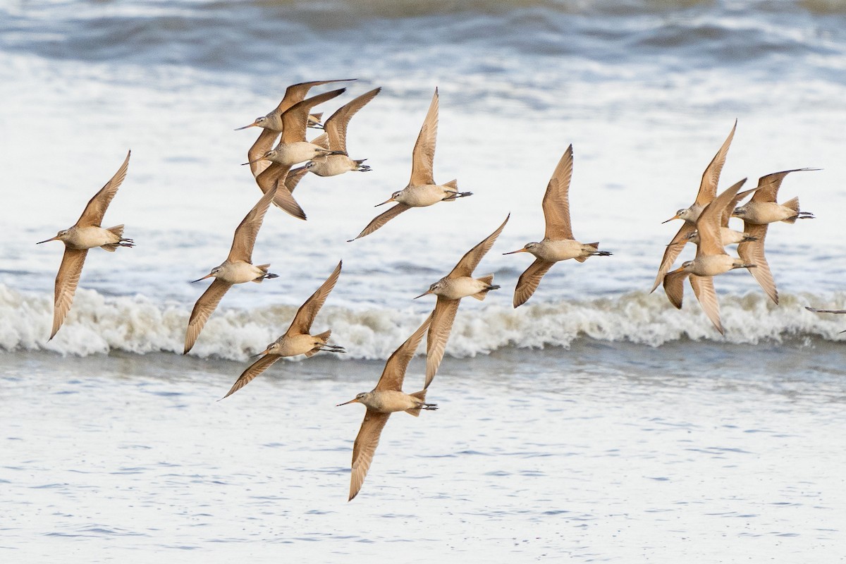 Marbled Godwit - ML562085961