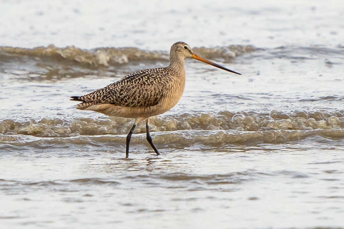 Marbled Godwit - ML562086001