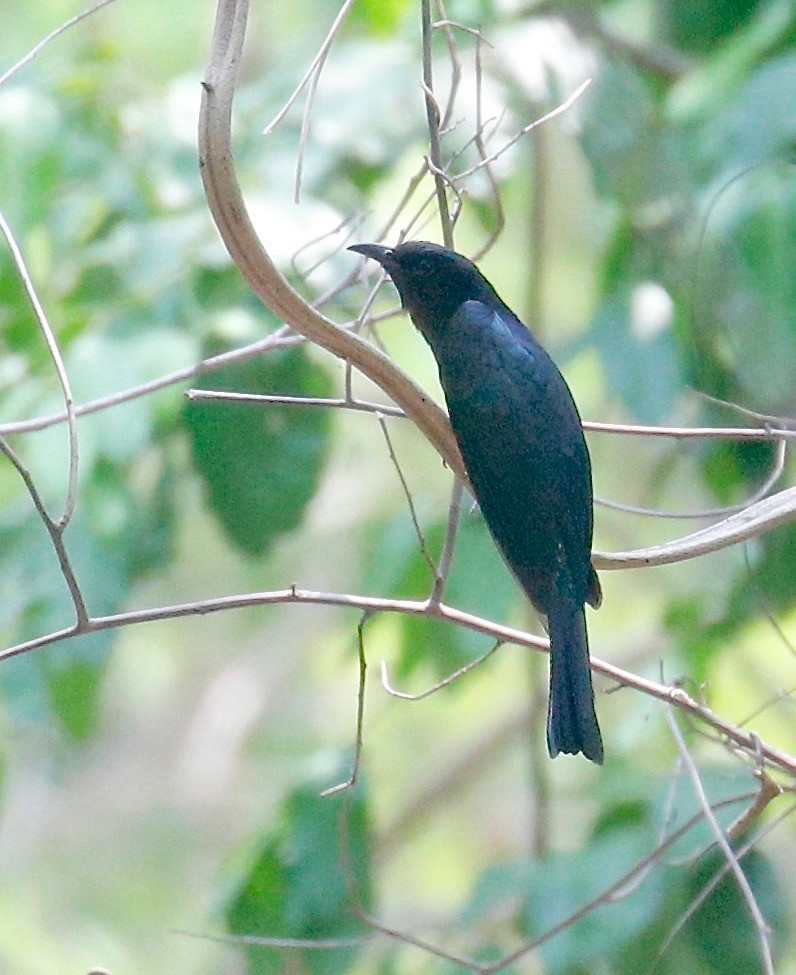 Square-tailed Drongo-Cuckoo - ML562086351