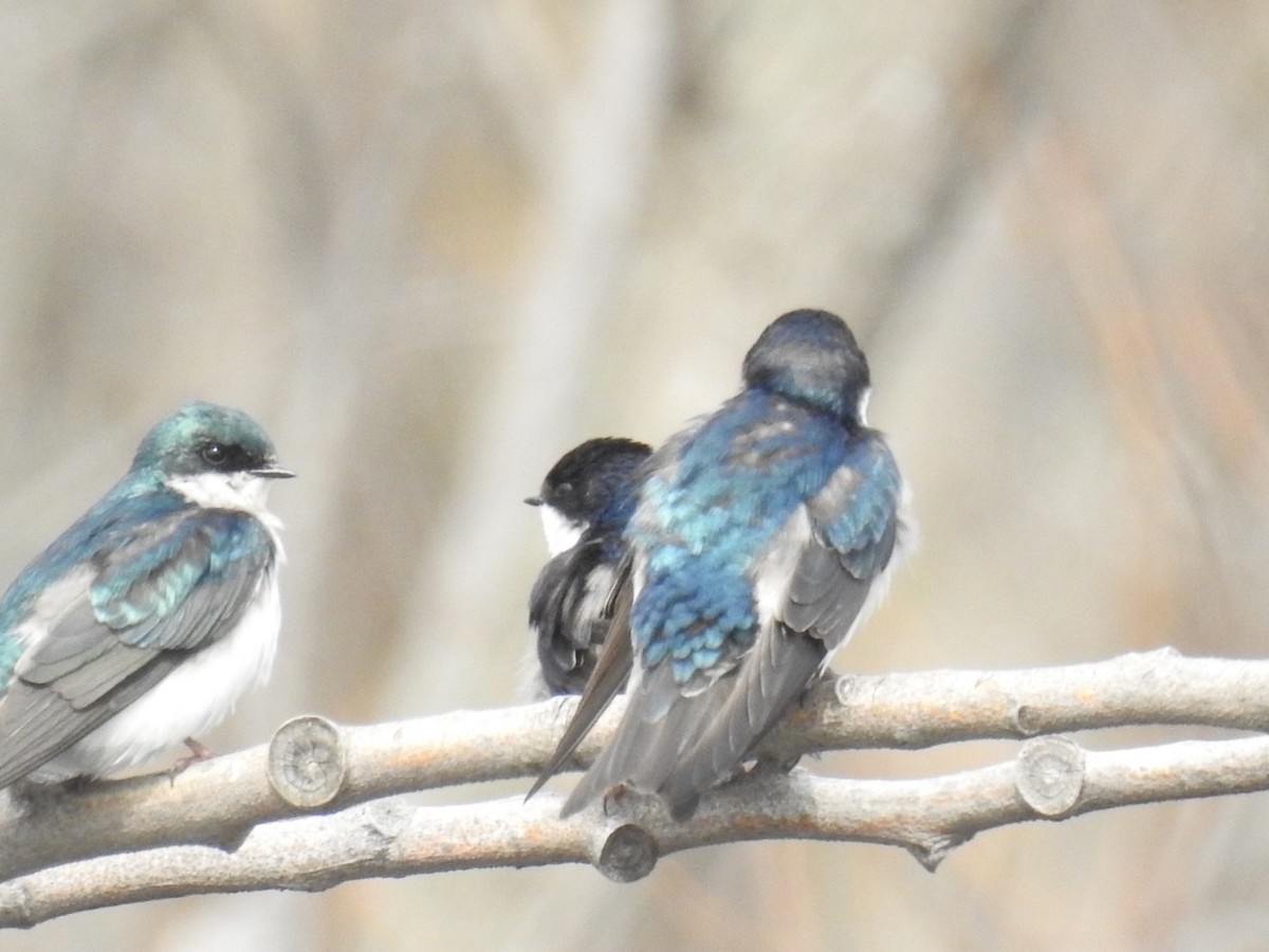 Tree Swallow - ML56208681