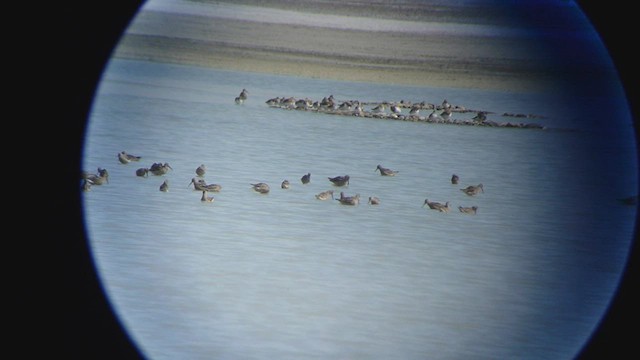 Stilt Sandpiper - ML562087891