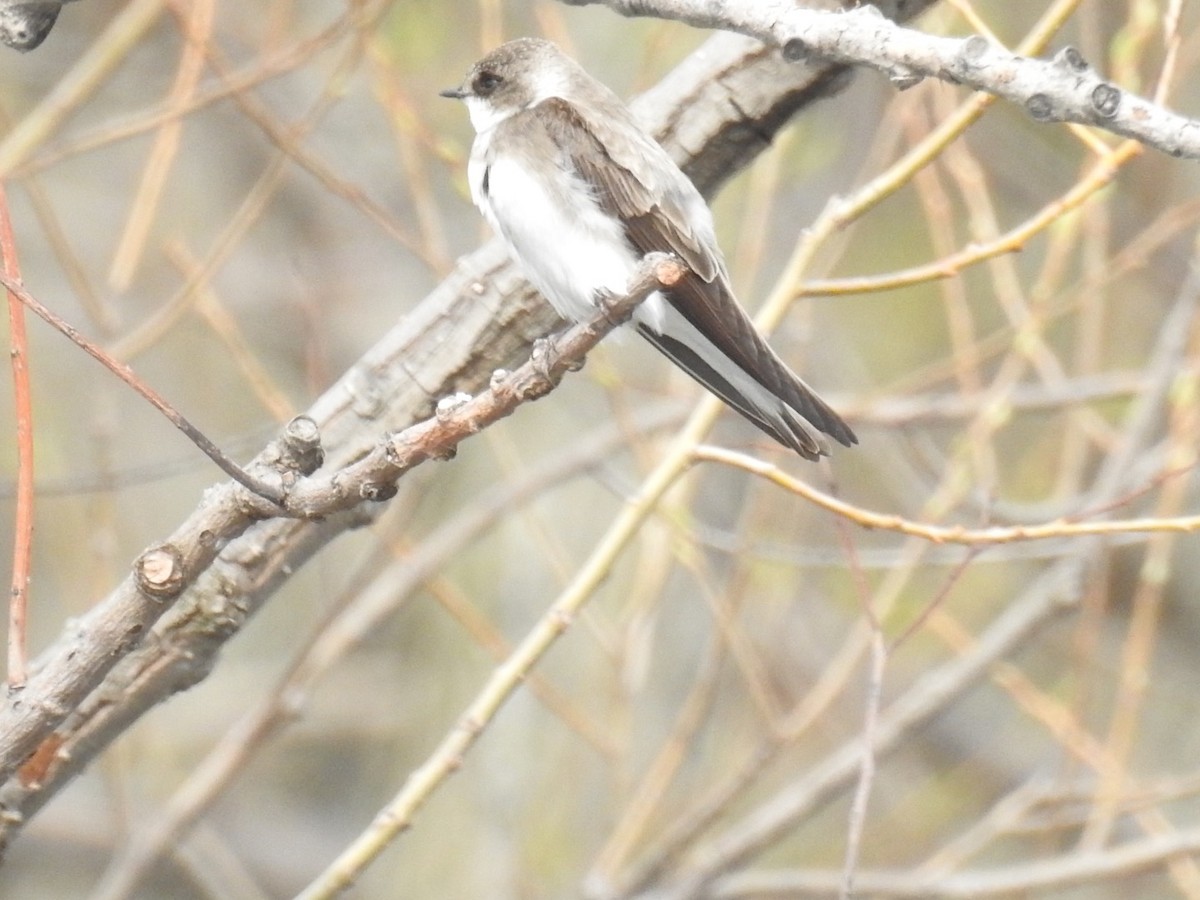 Northern Rough-winged Swallow - ML56208811