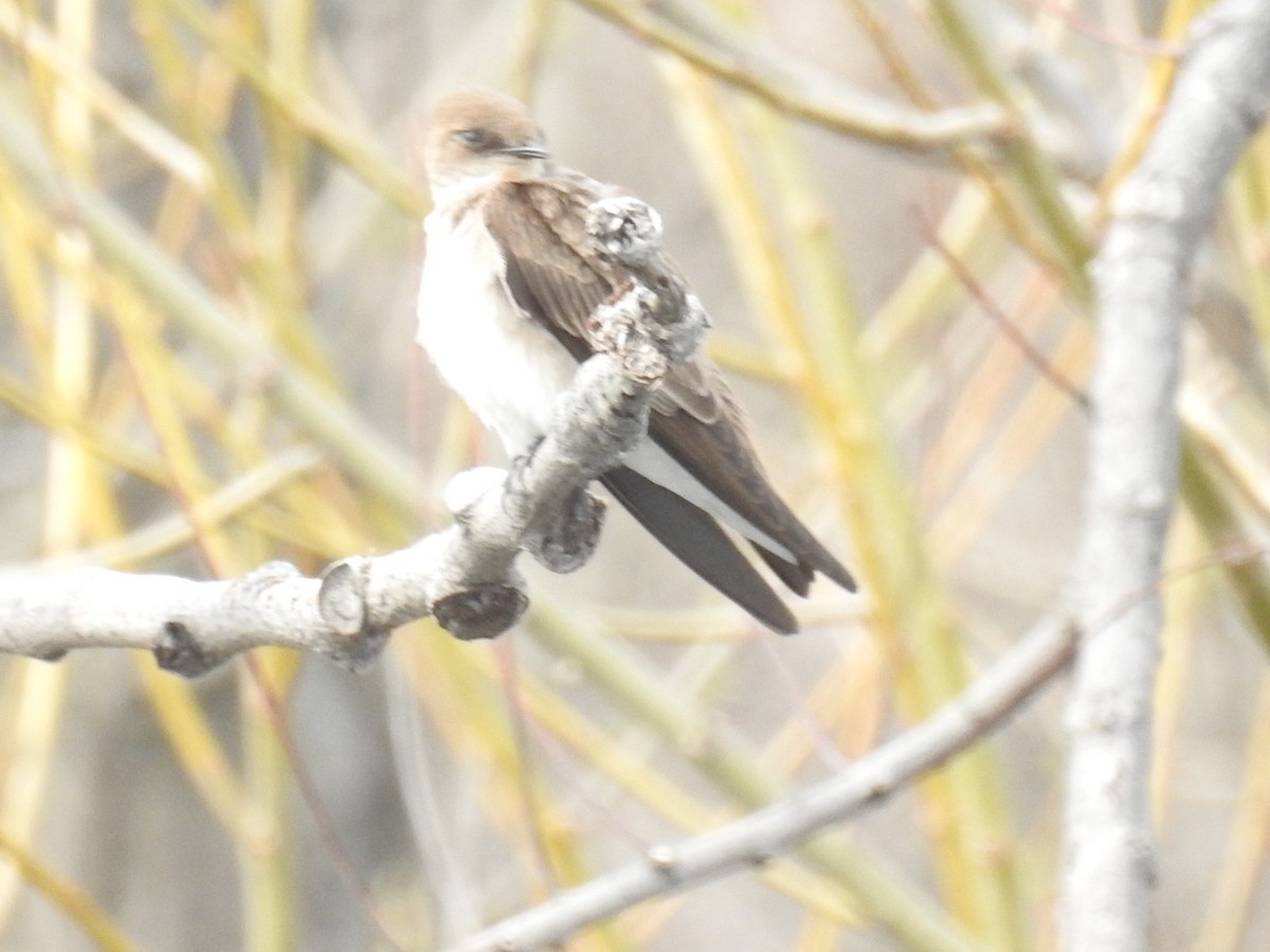 Northern Rough-winged Swallow - ML56208821