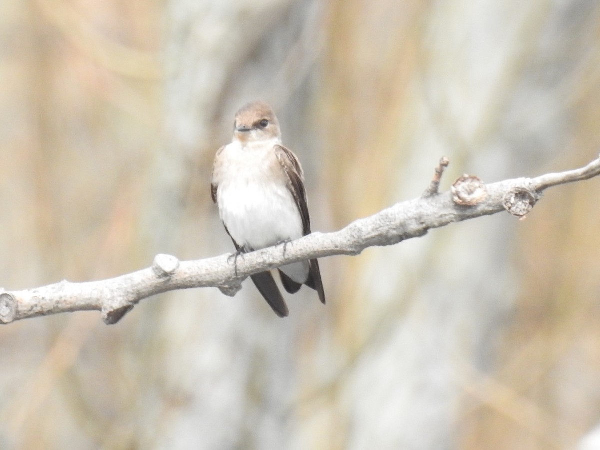 Northern Rough-winged Swallow - ML56208831