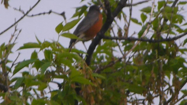 American Robin - ML562089001