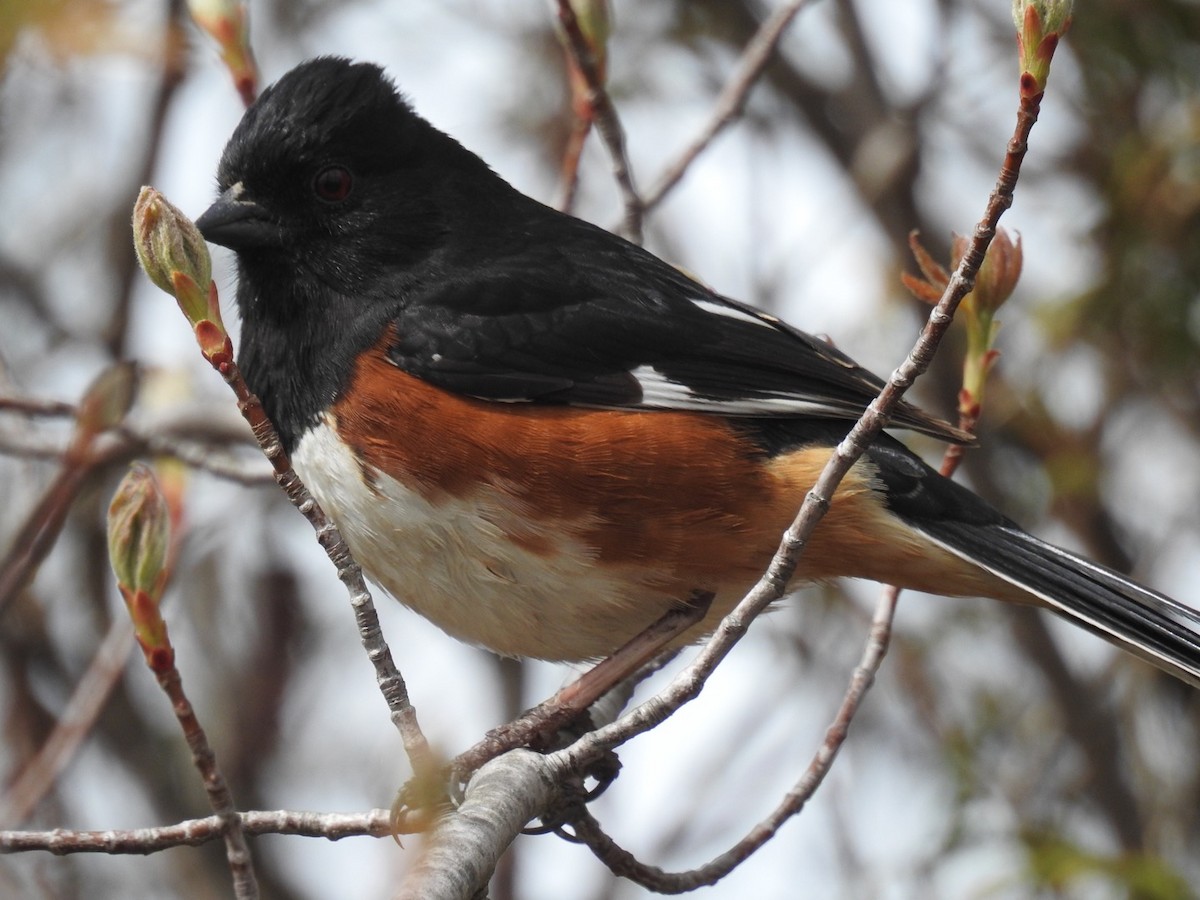 Eastern Towhee - ML56208991