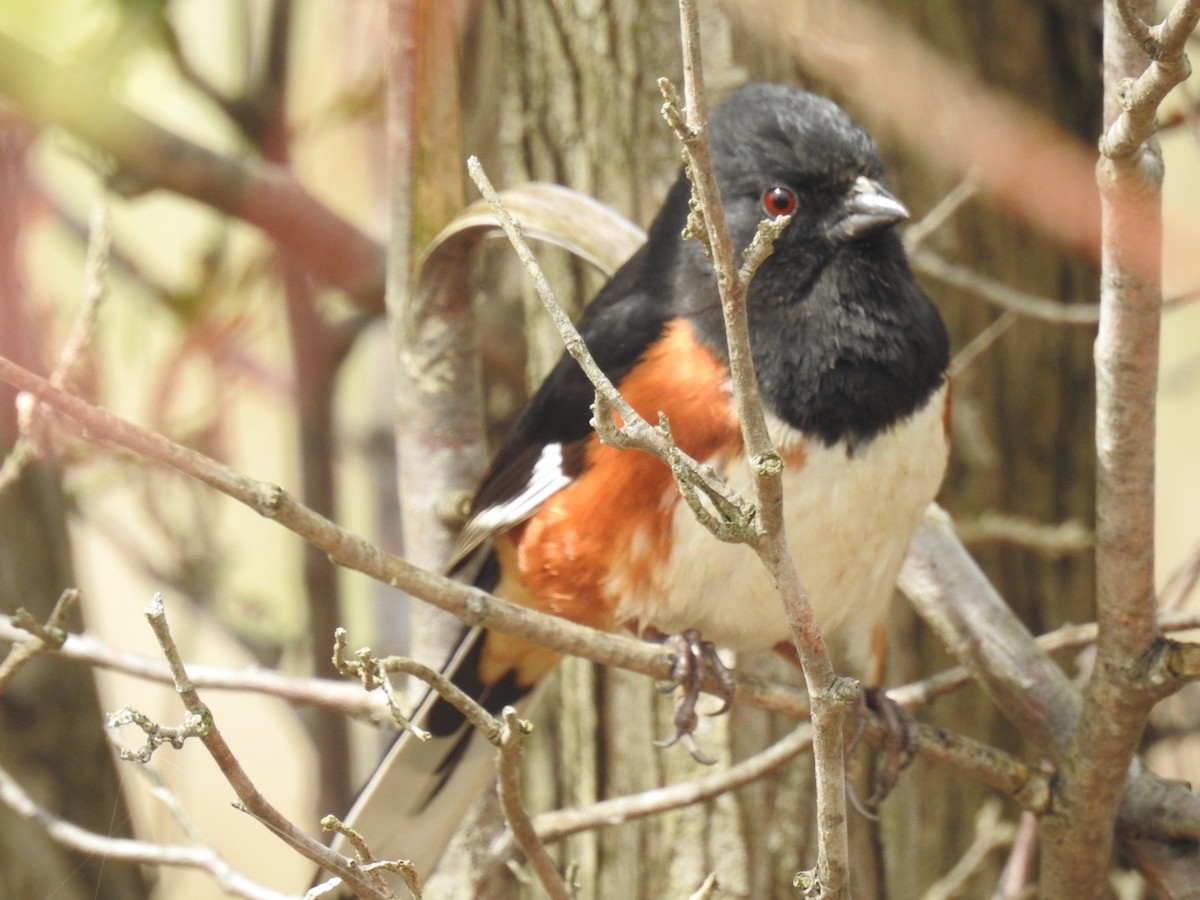 Eastern Towhee - ML56209001