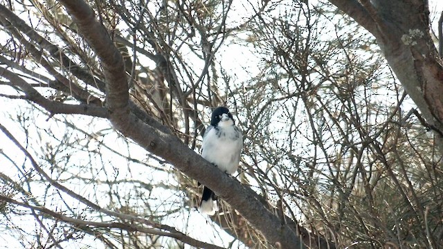 Gray Butcherbird - ML562090221