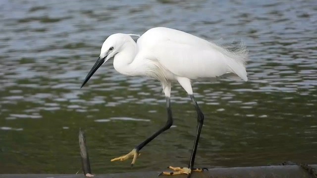 Little Egret (Western) - ML562091151