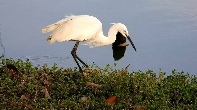 Little Egret (Western) - ML562091161