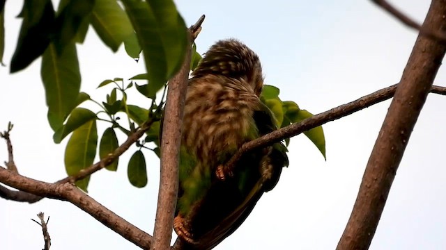 Kırçıllı Barbet - ML562091321