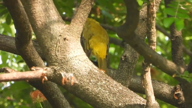 Black-naped Oriole - ML562091481