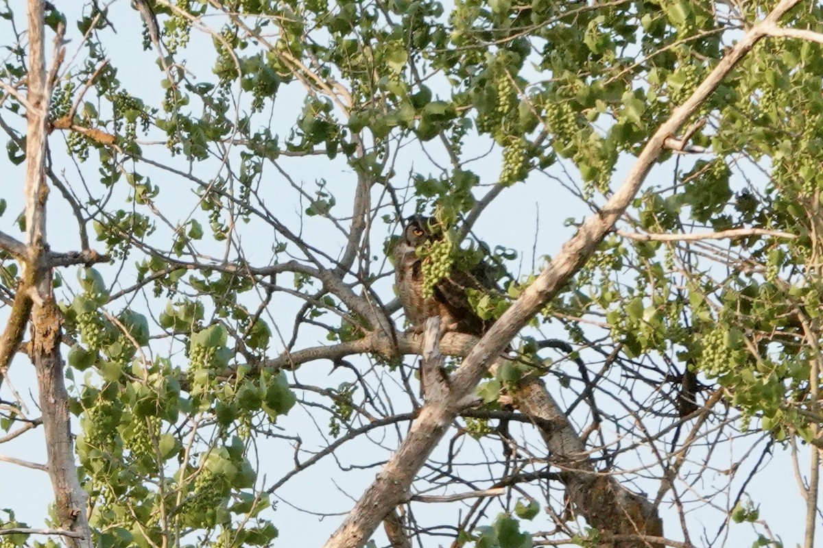 Great Horned Owl - ML562092021