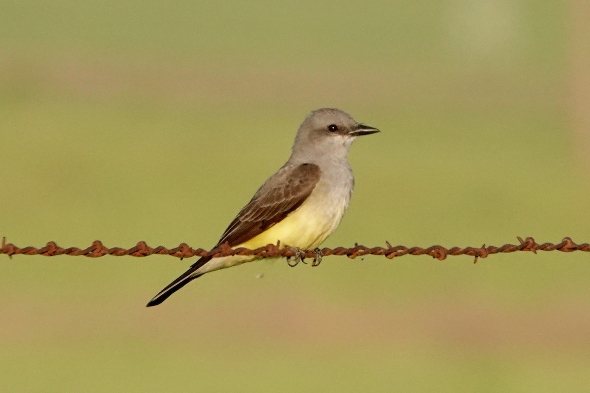 Western Kingbird - ML562092091