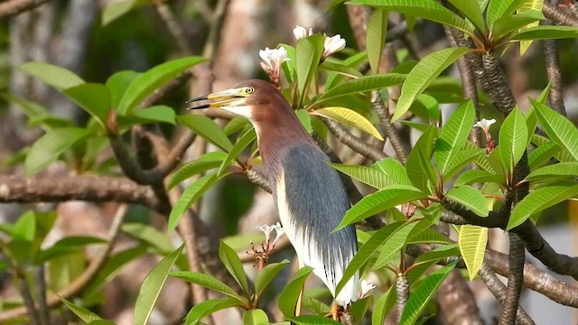 Chinese Pond-Heron - ML562092341