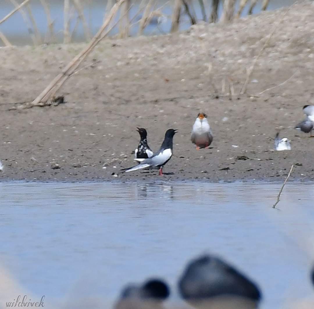 White-winged Tern - ML562092551