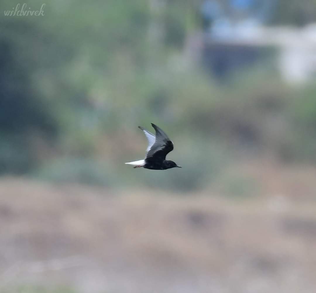 White-winged Tern - ML562092561