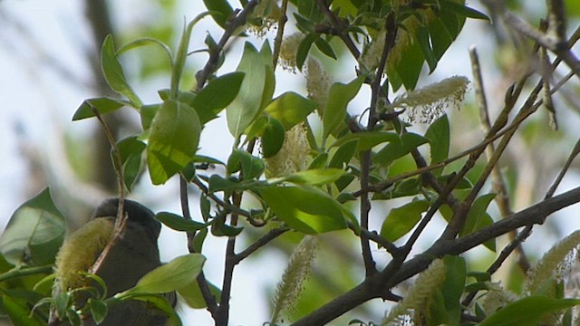 Vireo de Filadelfia - ML562093811