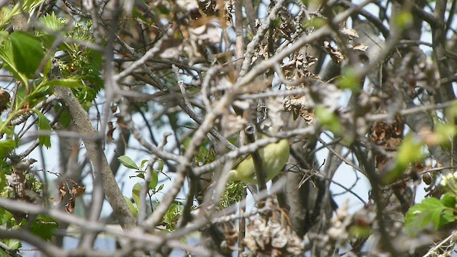 Philadelphia Vireo - ML562093861