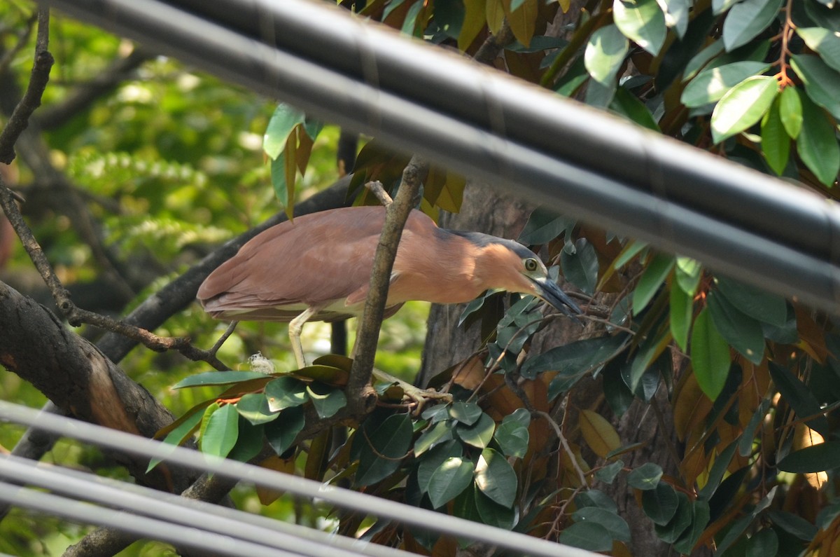 Nankeen Night Heron - ML562095681