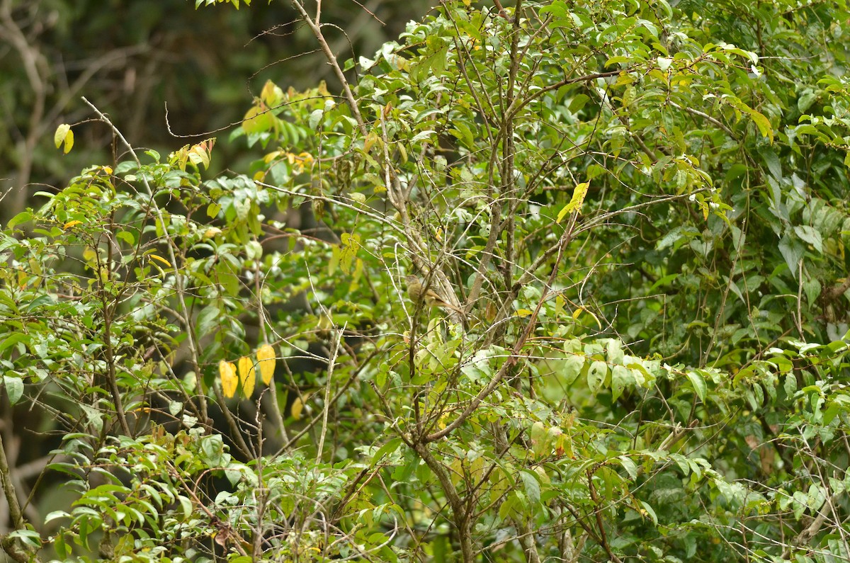 Puff-throated Bulbul (Puff-throated) - ML562095861