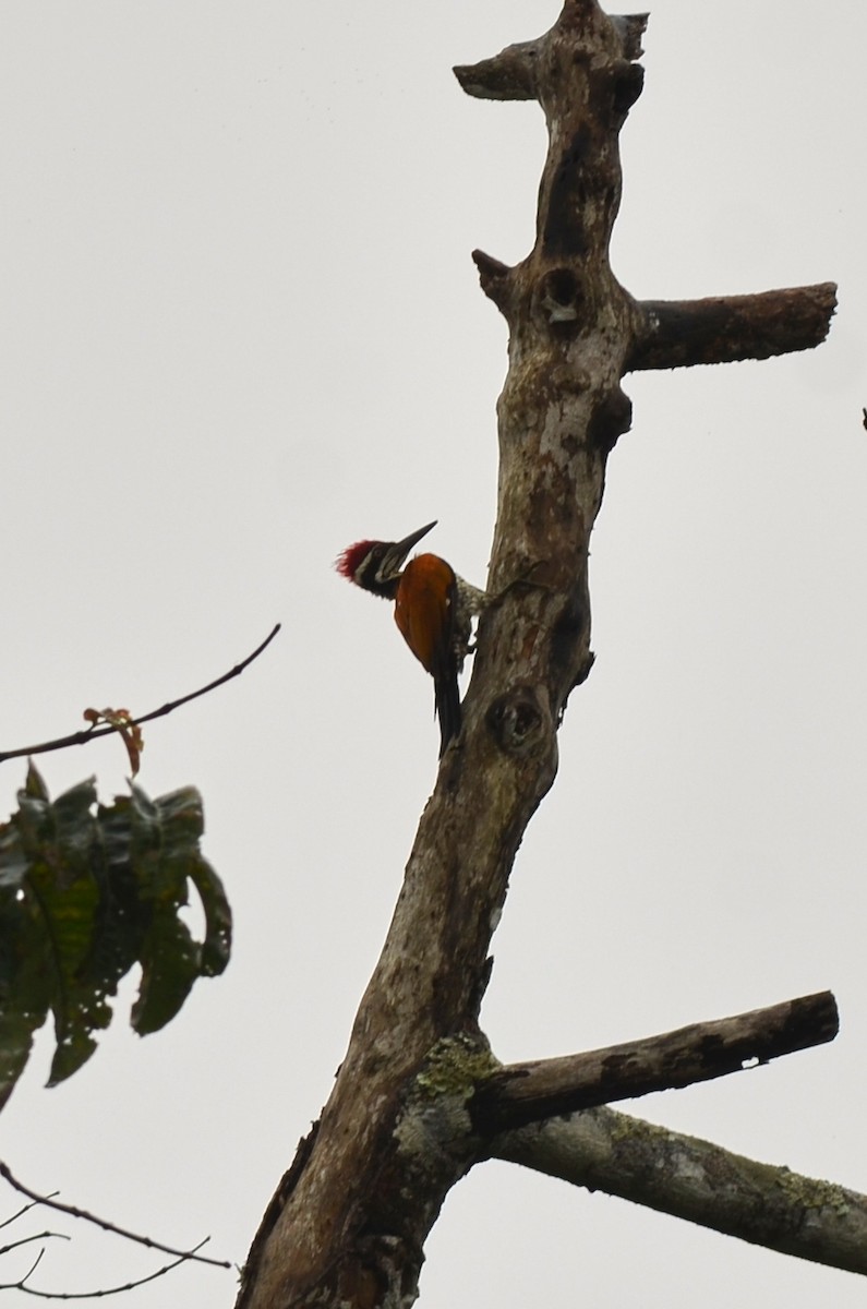 Greater Flameback - ML562095971
