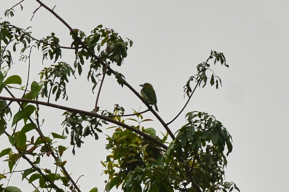 Green-eared Barbet - ML562096101