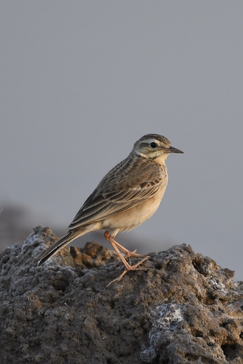 Blyth's Pipit - ML562096131