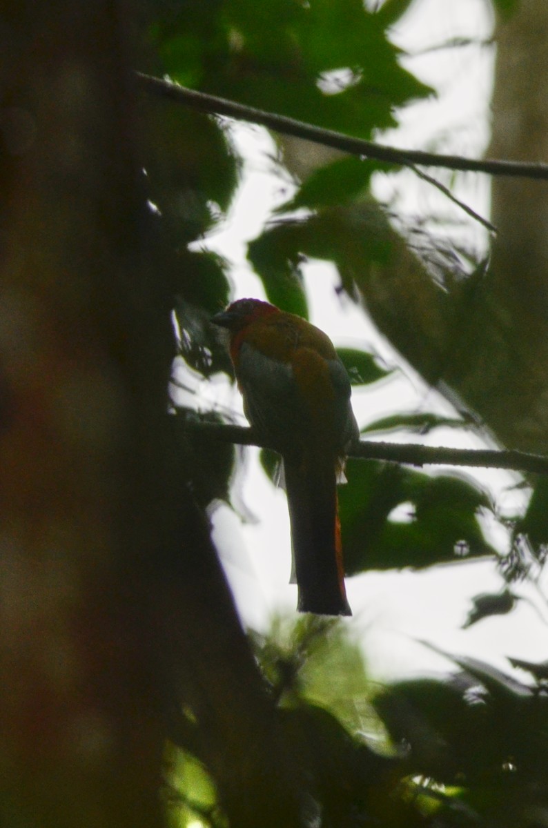Red-headed Trogon - ML562096301