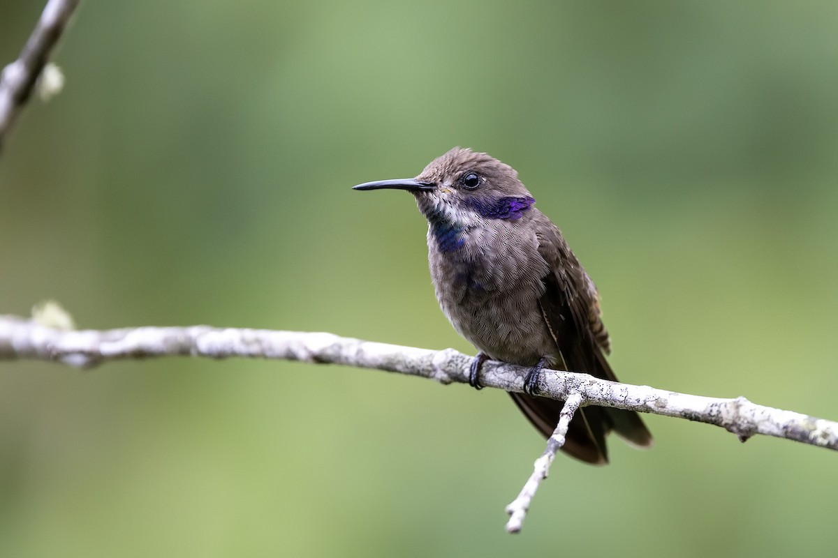 kolibřík fialovouchý - ML562096471