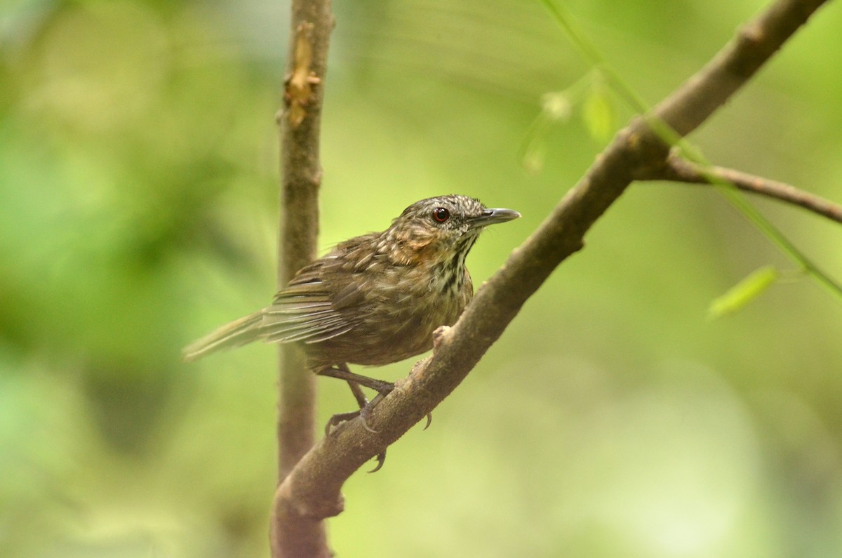 Rufous Limestone Babbler - ML562096761