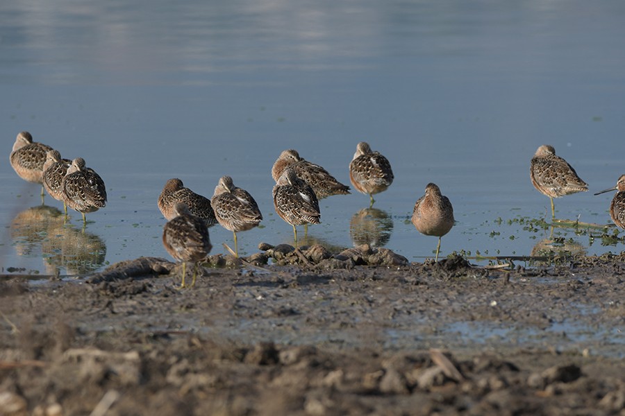 Long-billed Dowitcher - ML562096811