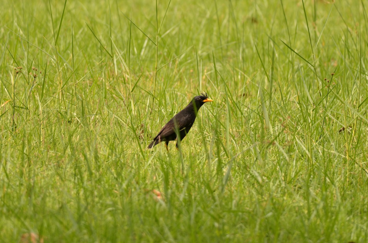 Great Myna - ML562096941