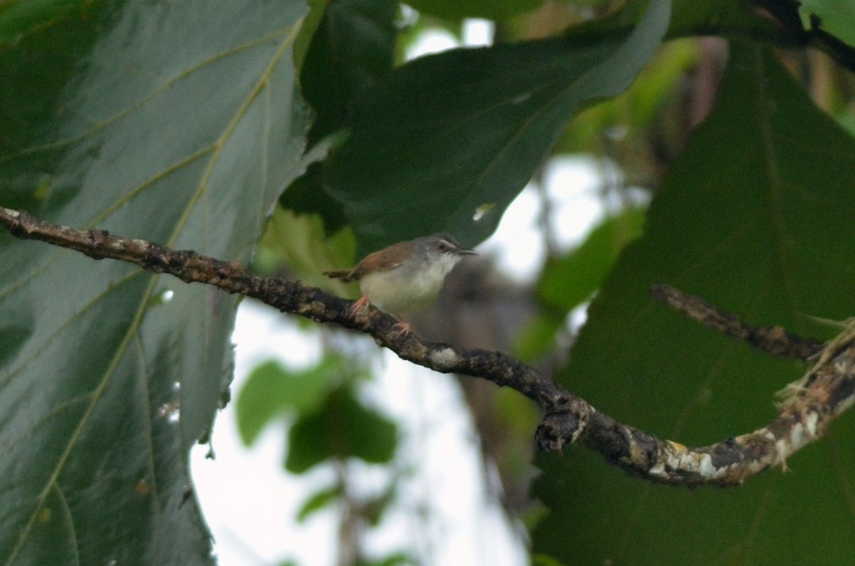 Yellow-bellied Prinia (Yellow-bellied) - ML562097041