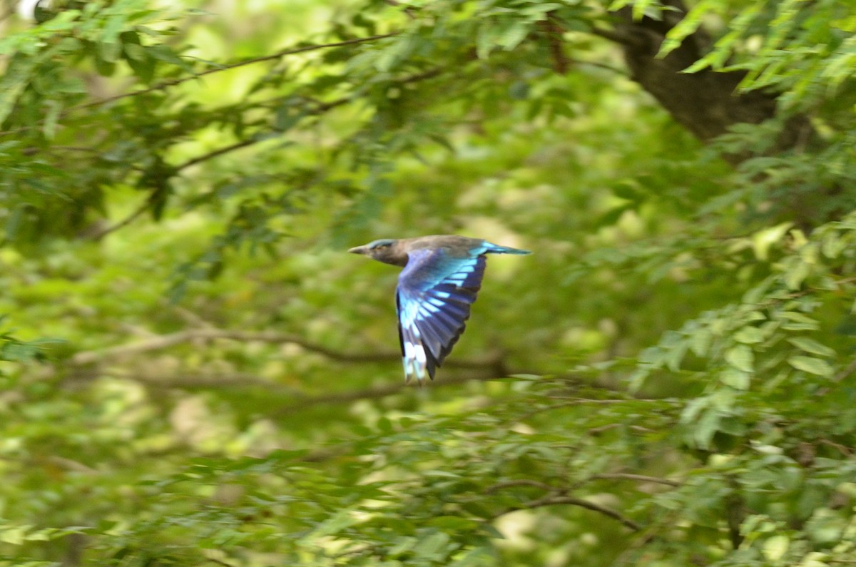 Indochinese Roller - ML562097171