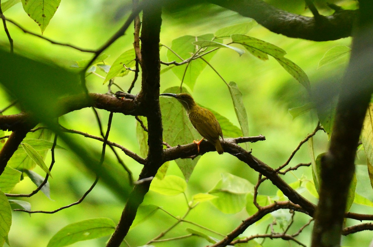 Streaked Spiderhunter - ML562097471