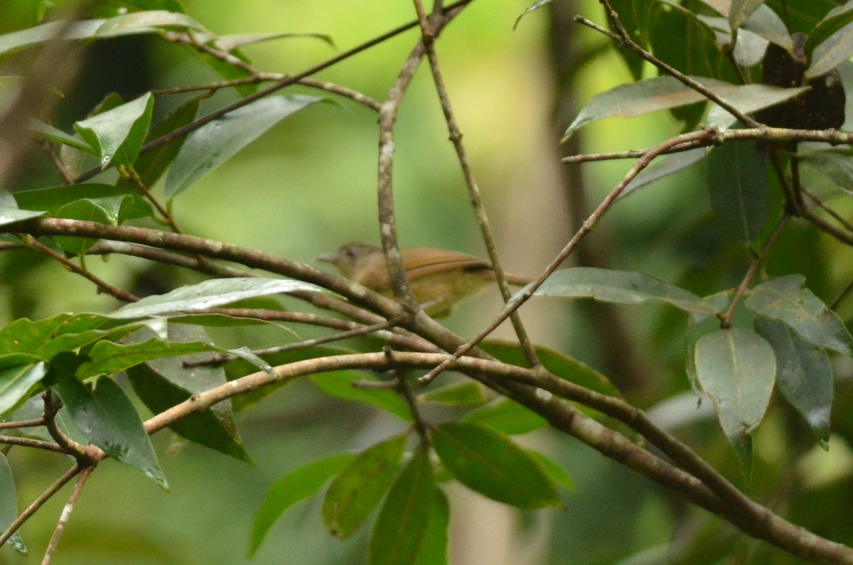Buff-breasted Babbler - ML562097561