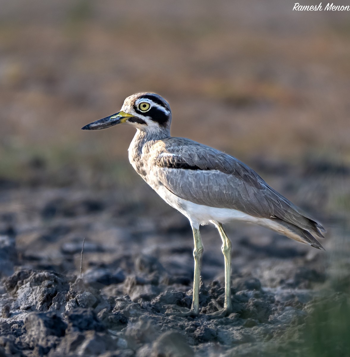 Great Thick-knee - Ramesh Menon