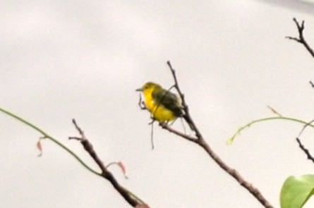 Great Iora - ML562097761