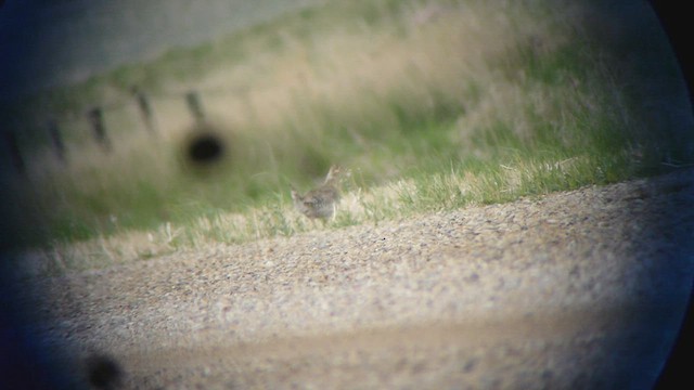 Sharp-tailed Grouse - ML562097851