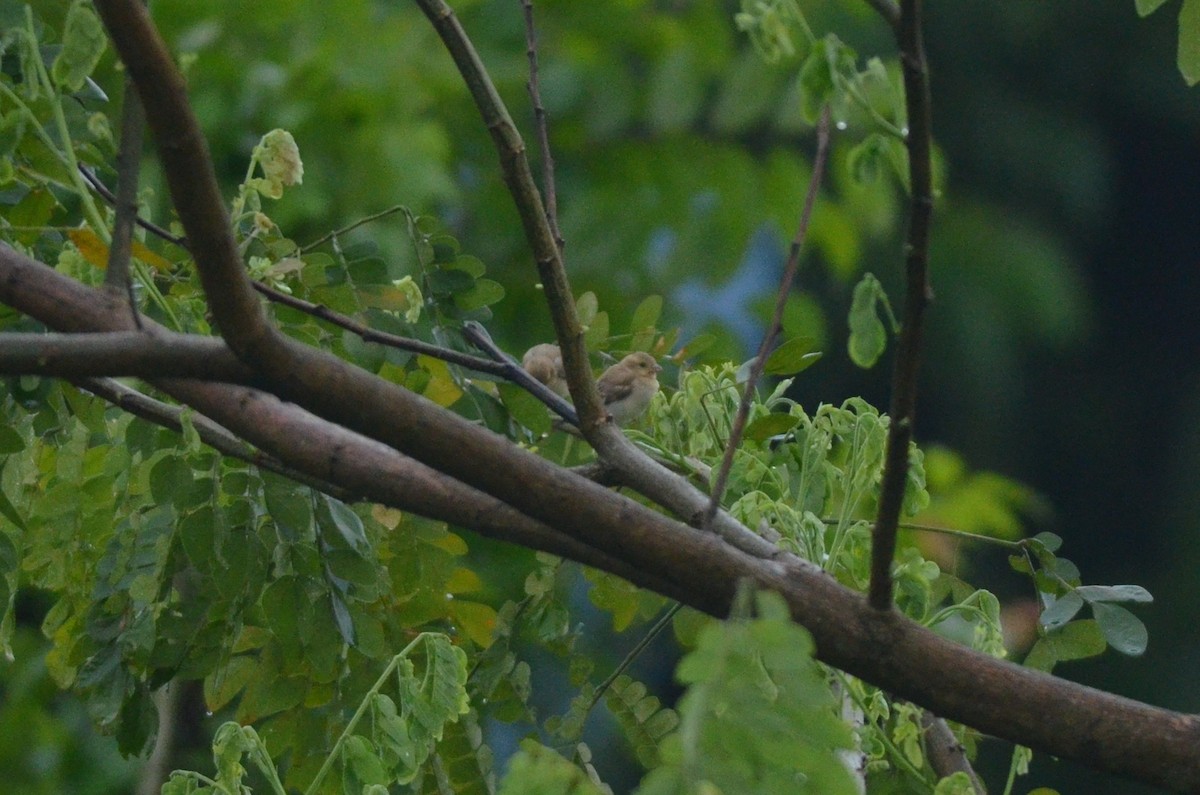 Plain-backed Sparrow - ML562098031