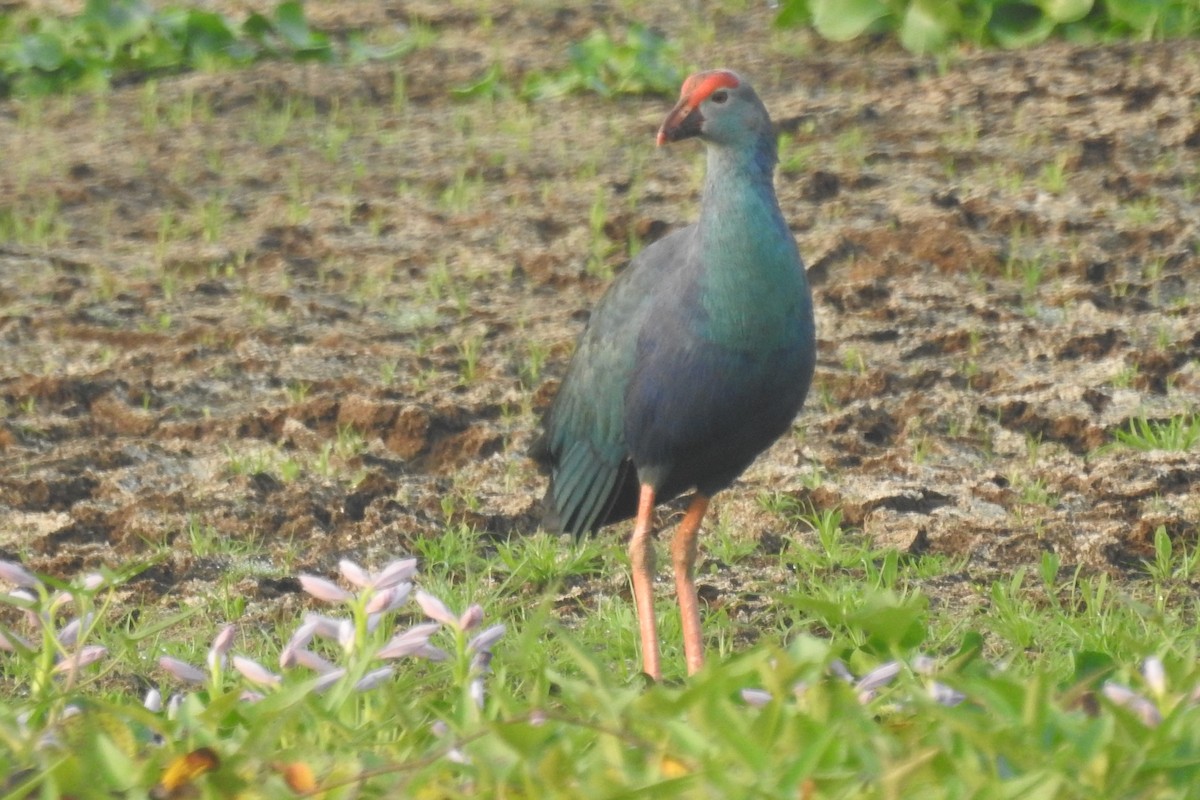 Gray-headed Swamphen - Manoj Karingamadathil