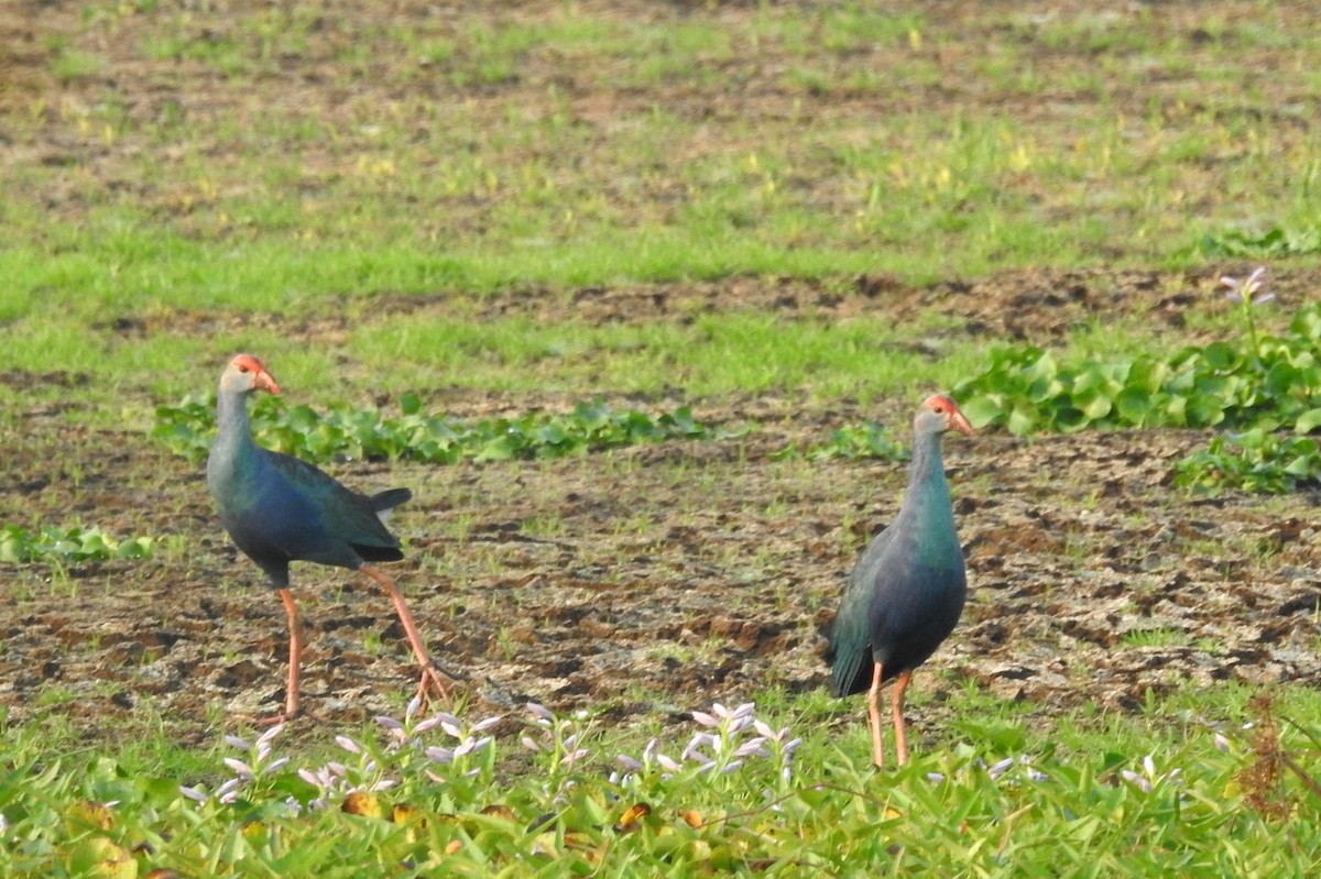 Gray-headed Swamphen - ML562098211