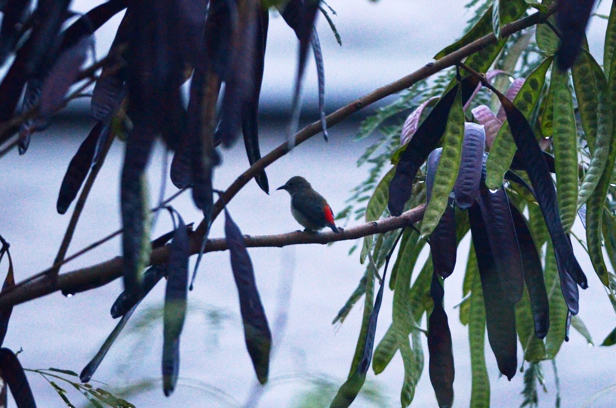 Scarlet-backed Flowerpecker - ML562098341