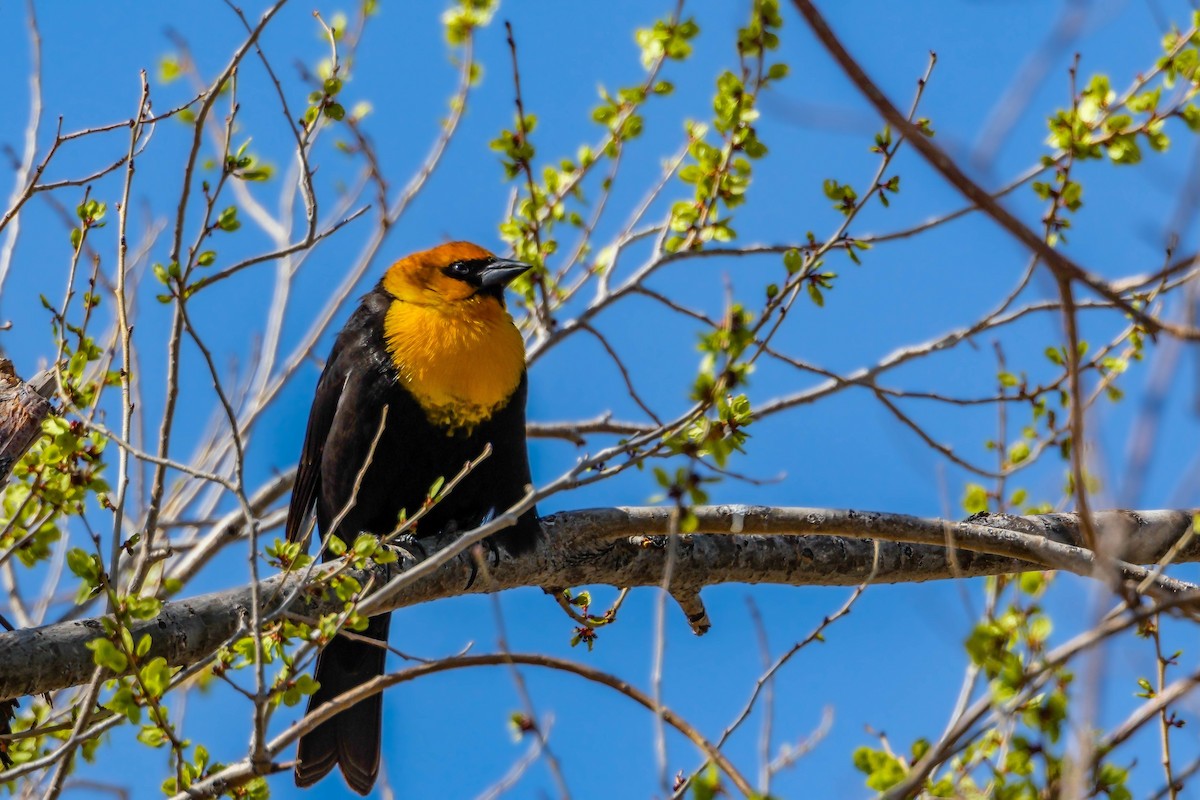 Yellow-headed Blackbird - ML562098561